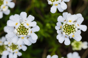 Bitter loop flower with dew, medicinal plant Bitter loop flower with dew, medicinal plant